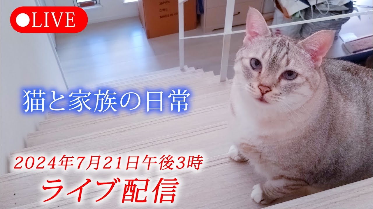 猫と家族の日常ライブ24.7.21 一ヶ月ぶり生配信