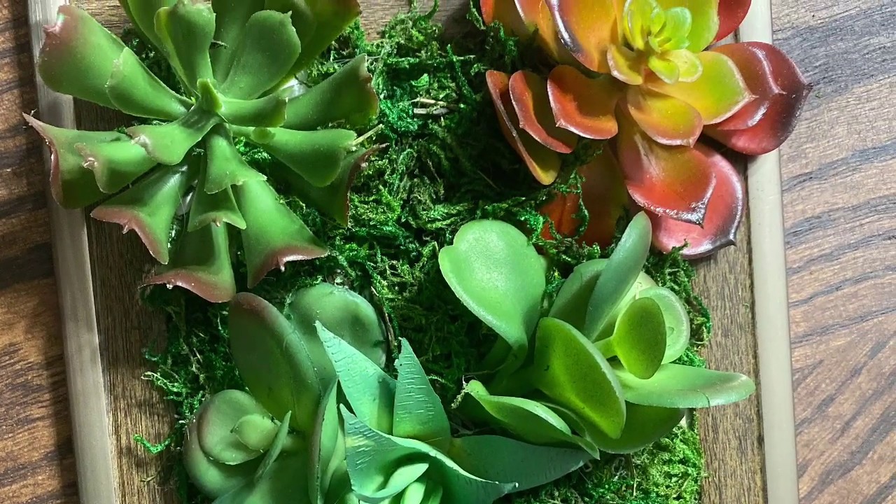 Succulent Frame Dollar Tree DIY YouTube