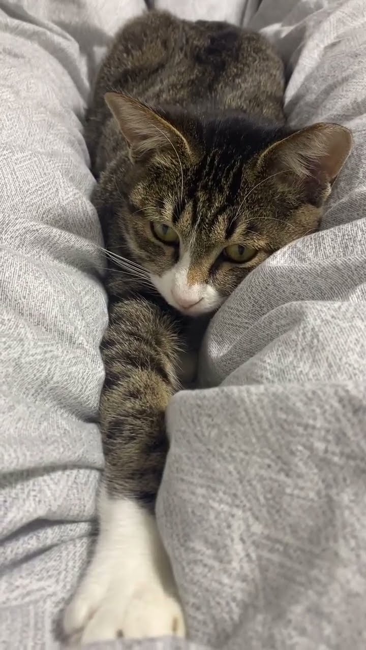 Top des vidéos très mignon petit chaton