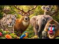 Jungle Animal Discovery | 4K Ultra HD 60FPS Wildlife Adventure