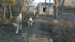 Kangal Köpeği Çul Zalım 