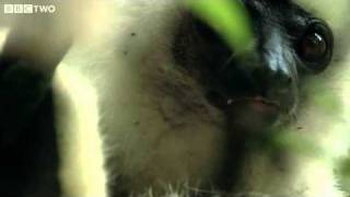 Rare Footage Of Endangered Silky Sifakas  Madagascar, Lost Worlds, Preview  BBC Two