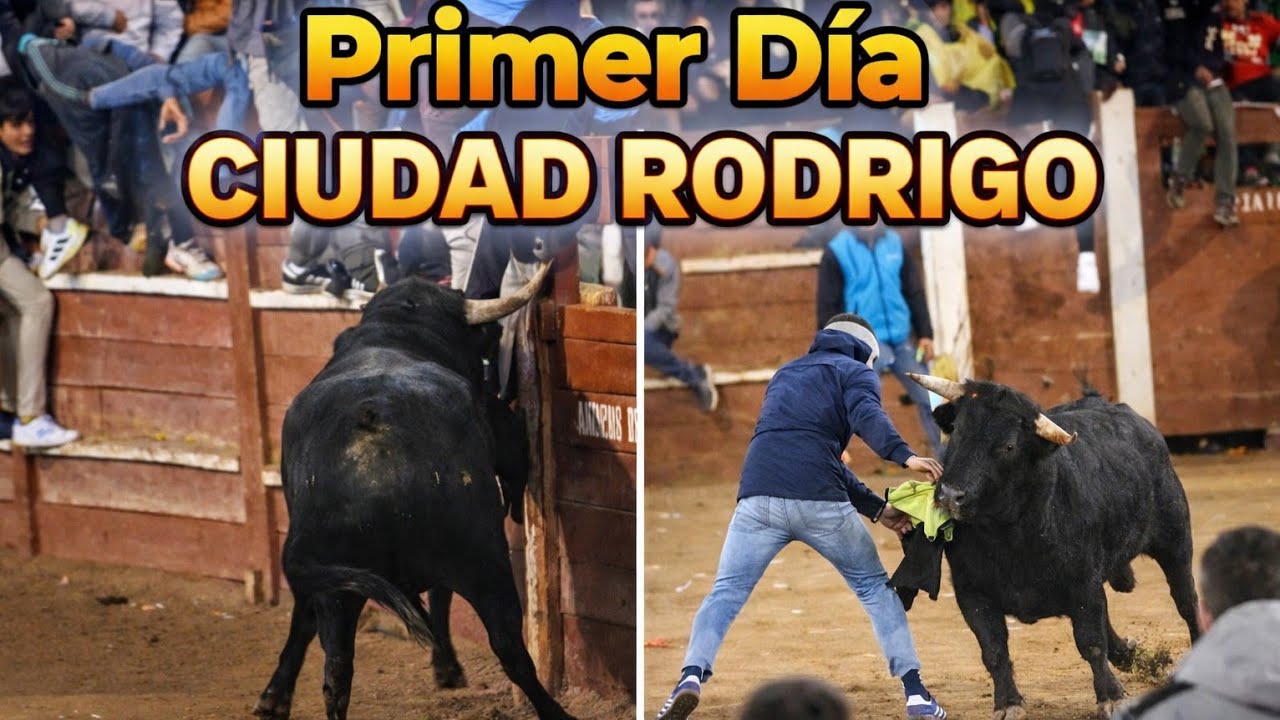 Ciudad Rodrigo 13 Febrero 2026  , primera capea de dos torazos bravos