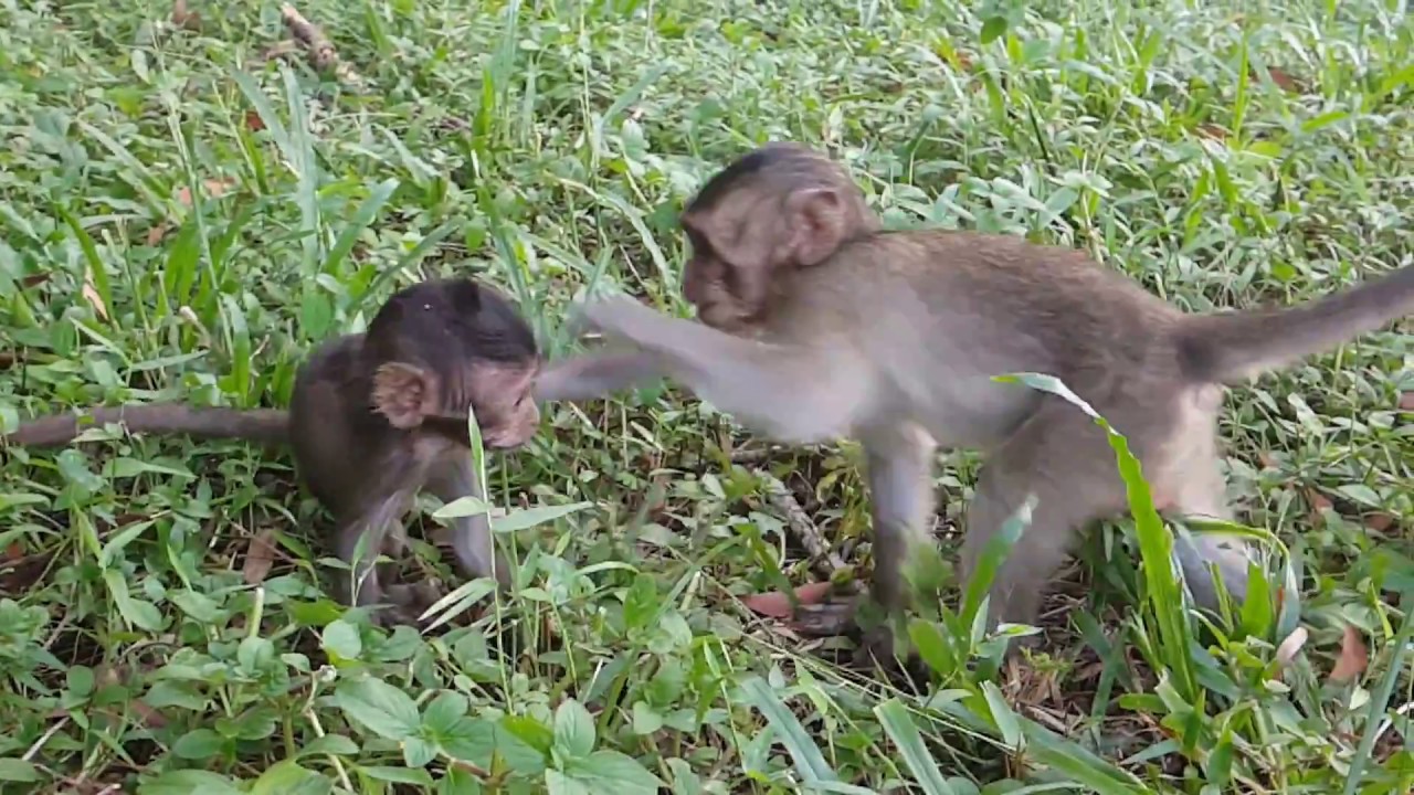 What a cute baby Bree stand & looking for? How lovely small baby monkey Bree!