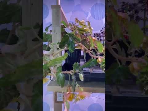 Пересаживаю свои бегонии беллеконии