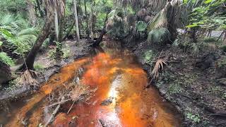 Bridge 3 on Soldiers Creek with Stunning Orange Water, Bench & Paved Trail, Spring Hammock Preserve!