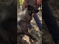 Alaskan Interior Wolf #shorts #short #shortvideo #cute #alaskan #wolf #wildlife #nature