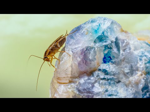 Роль тараканов в экосистеме: зачем они нужны?