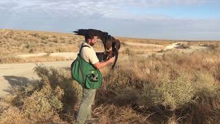 Falconry with Golden Eagle- Feeding with Pick Up off the Kill by Trevor Jahangard 3,909 views 5 years ago 3 minutes, 54 seconds