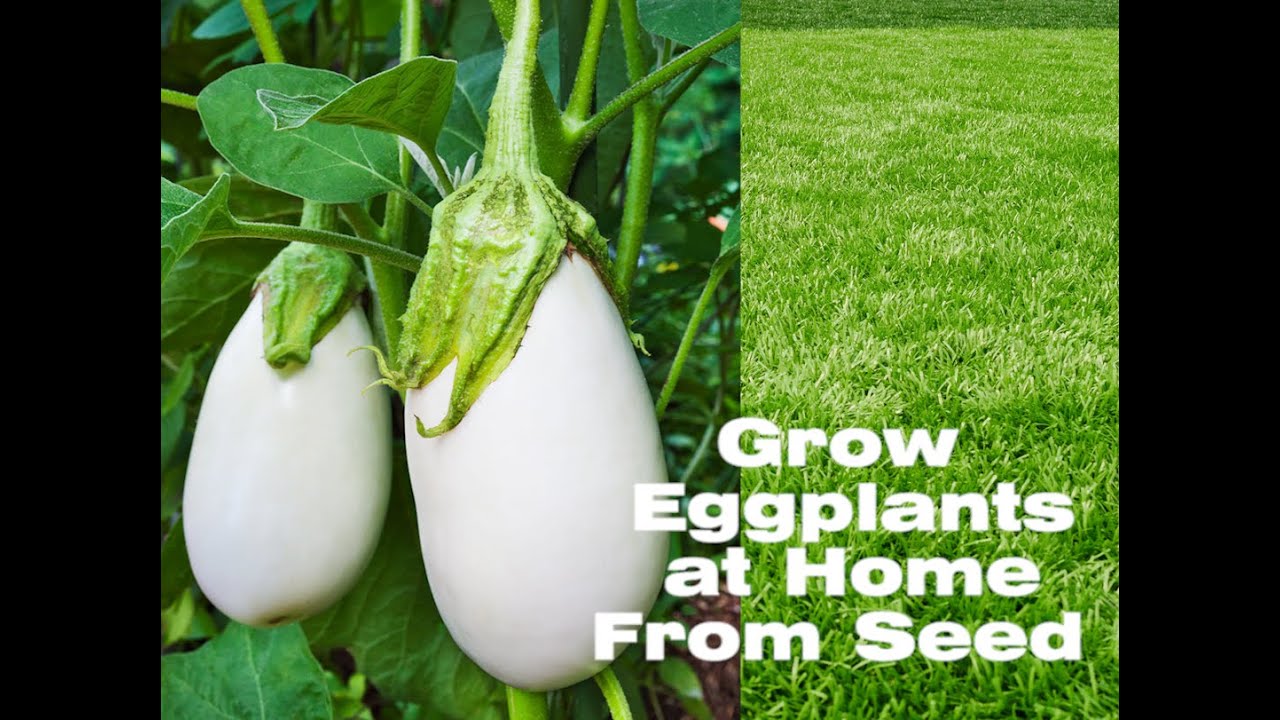 How to Grow Eggplants at Home From Seeds in Organic Process YouTube