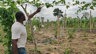 Création de 5 hectares de fruit de la passion en Côte d'ivoire. Un projet hyper rentable