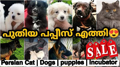 Watch the video about 500 രൂപ മുതൽ പപ്പീസ് വാങ്ങാം 🔥🔥 | Gsd | Spitz | Pitbull | Persian cat | Incubator | PETS POINT 🔥