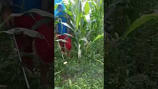 cara penyemprotan rumput yang baik di tanaman jagung .