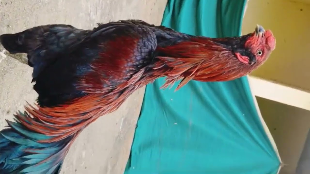 Aasel murga farming feeding details. Poultry farm feeding details 