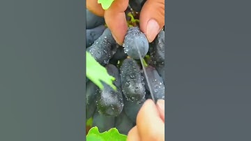 Những chùm nho chất lượng #grape #nho #nhoninhthuận #anhhainho