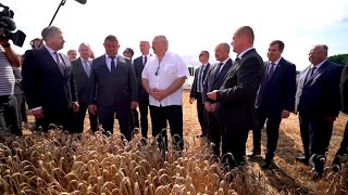 Лукашенко: Он сейчас уберёт и будет лапы сушить! Раньше надо начинать уборку / Жатва-2023