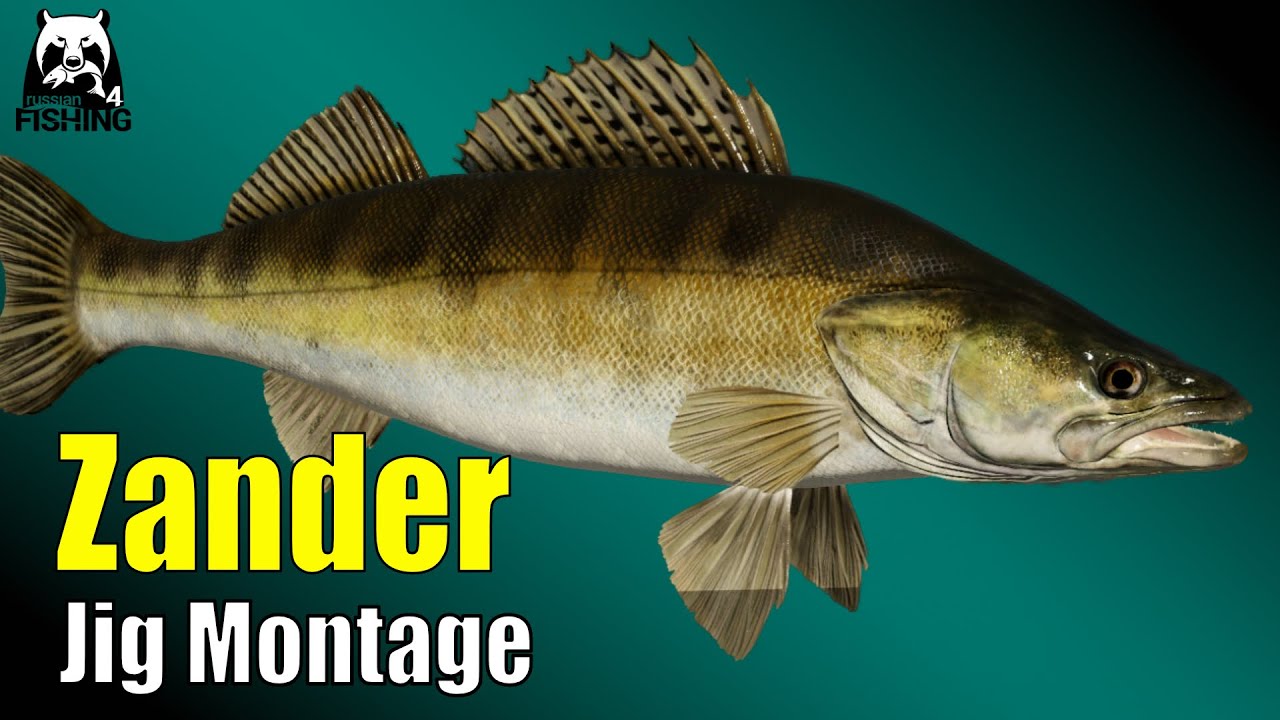 Russian Fishing 4 - Wolchow - Zander angeln auf Jig Montage, Köder Testen und Spots suchen 