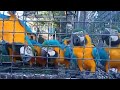 Попугаи: "Караул!!! Хотим орешков!!!" Parrots: "We want nuts !!!"