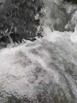 Terapi Air Untuk Semua Jenis Burung Yang Malas Bunyi Agar Ngeriwik dan Ngeplong Bongkar Isian