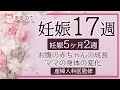 【妊娠17週】胎動や性別は？妊娠高血圧症候群や妊娠糖尿病の予防は？妊婦のお腹の大きさや赤ちゃんの成長｜妊娠5ヶ月2週