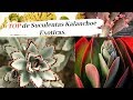 SUCULENTAS KALANCHOES QUE NO CONOCIAS