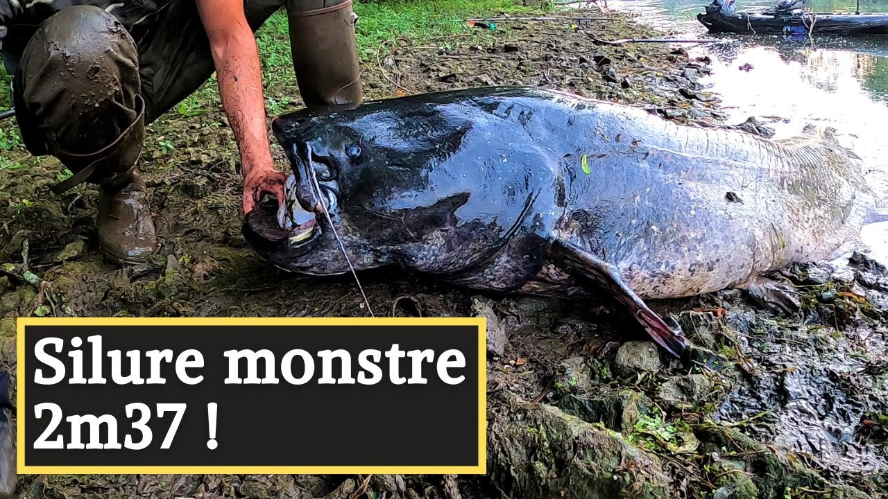 CET ENORME SILURE A MORDU SUR MA LIGNE A BROCHET ! ( PECHE AU