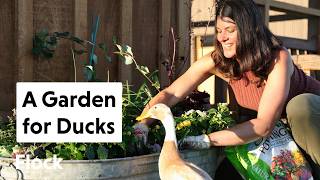 Creating A Duck Coop Garden — Ep. 373