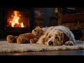 Sleep Music for Dogs | Peaceful Calming Sounds for Dogs