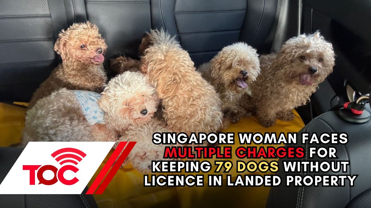 Singapore woman faces multiple charges for keeping 79 dogs without licence in landed property