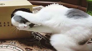 FUNNY CAT MEMES COMPILATION OF 2022 PART 16