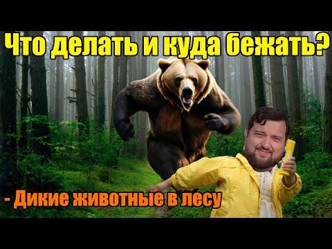 Как избежать встречи с диким зверем и что делать при встрече в лесу?