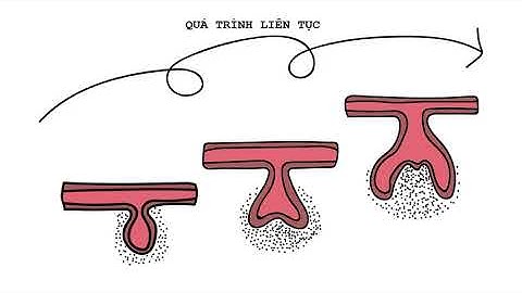 Quá trình hình thành răng - Phần I