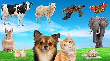 🔥🎶 Khám Phá Thế Giới Động Vật Nông Trại- Âm Thanh Của Vịt, Bò, Chó, Voi, Gà, Heo, Cừu, Mèo 🦆🐄🐶🐘🐔🐷🐑🐱