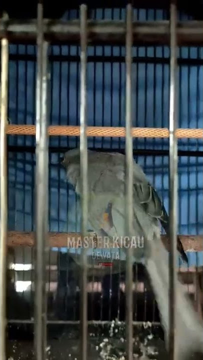 SRIGUNTING ISIAN SIKATAN LONDO SEREEMM