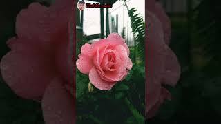 beautiful flower status 💝💝|| new natural sat use || flower status full screen || feel the music screenshot 1