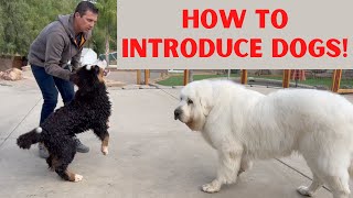 Introducing a puppy to a large dog and making sure there’s no aggression or resource guarding.