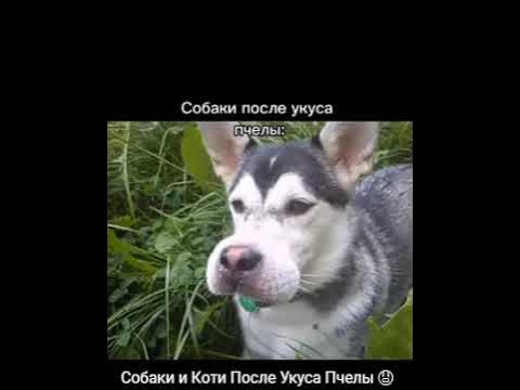 Собака после укуса пчелы мем Собаки и коты после укуса пчелы #shorts #рекомендации #meme - YouTube