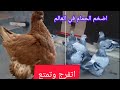 جميع انواع وأحجام والوان الحمام الكنج فيديو للمتعه 🦅🕊️