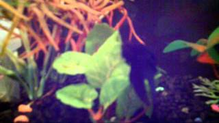 Betta Blurtastica