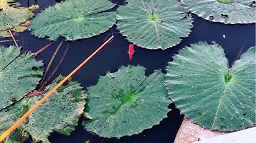 Bầy cá rô mề nằm trong bông súng dưới chân cầu rút phao liên tục | THÚ VUI MIỀN TÂY. Tập 602