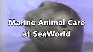 Shamu TV Marine Animal Care at SeaWorld