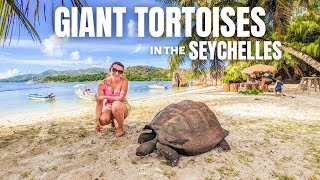 Visiting Seychelles Tortoise Island // Praslin - Curieuse Island // Seychelles 2022