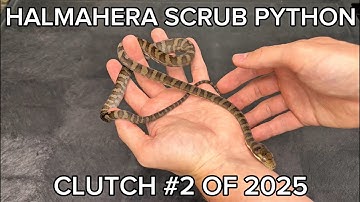 Super Rare Python Hatchlings! | Halmahera Scrub Pythons