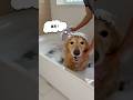 風呂が好きすぎるゴールデンレトリバー