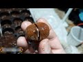 Easy propagation of walnuts by seeds.  تکثیر آسان گردو از طریق بذر