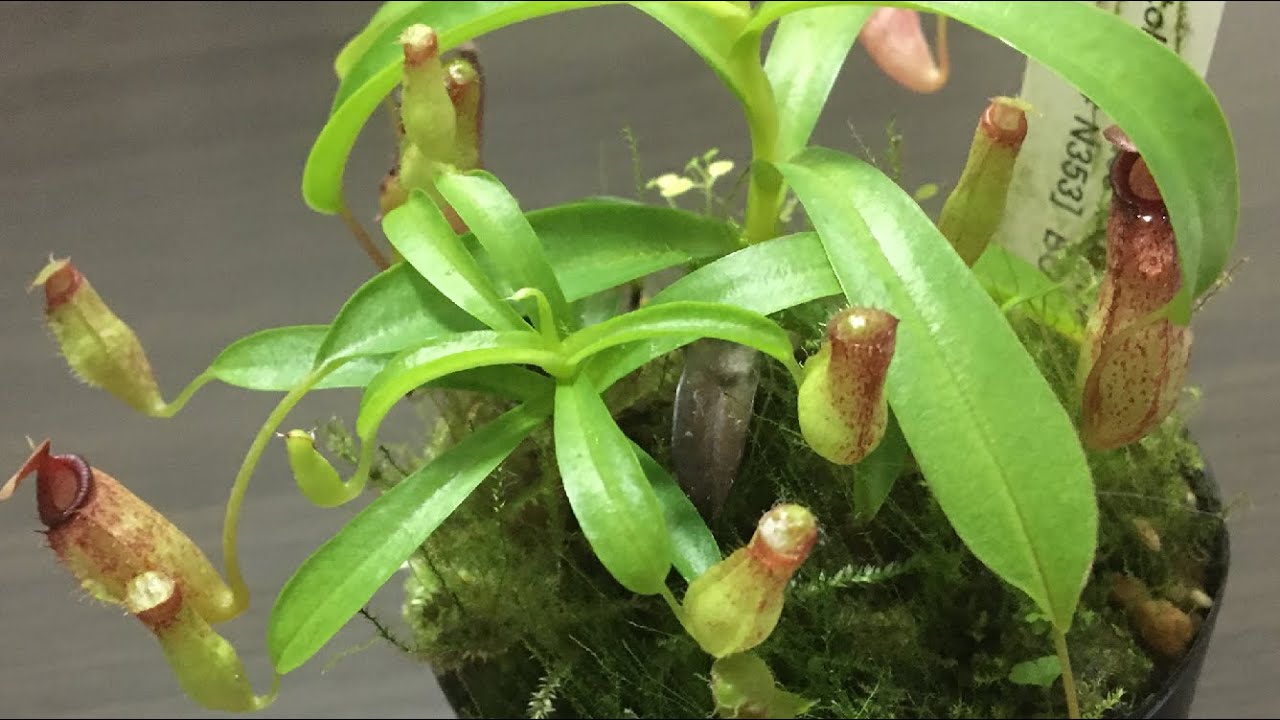 食虫植物】 ネペンテス（ウツボカズラ） アリストロキオイデス