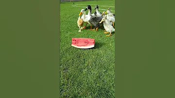 افراخ البط ياكلون البطيخ Ducklings Eat Watermelon 