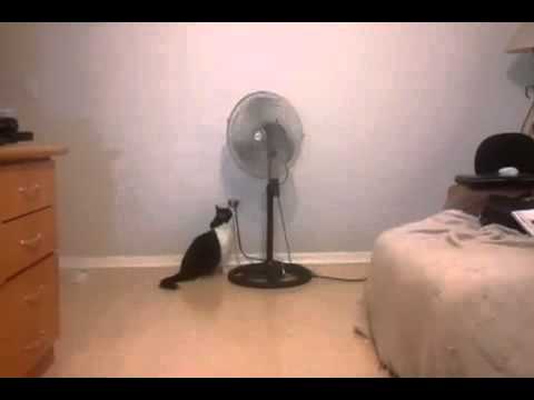 gatto-alla-scoperta-del-funzionamento-ventilatore-youtube