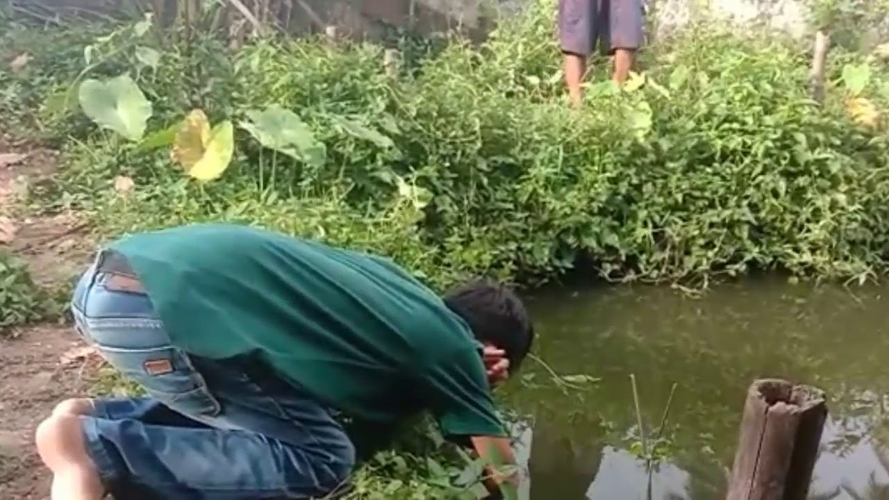 Mancing Belut Besar Di Kolam Ikan Lele 