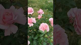 blooming of the rose Botticelli#пишне квітування  троянди Боттічеллі